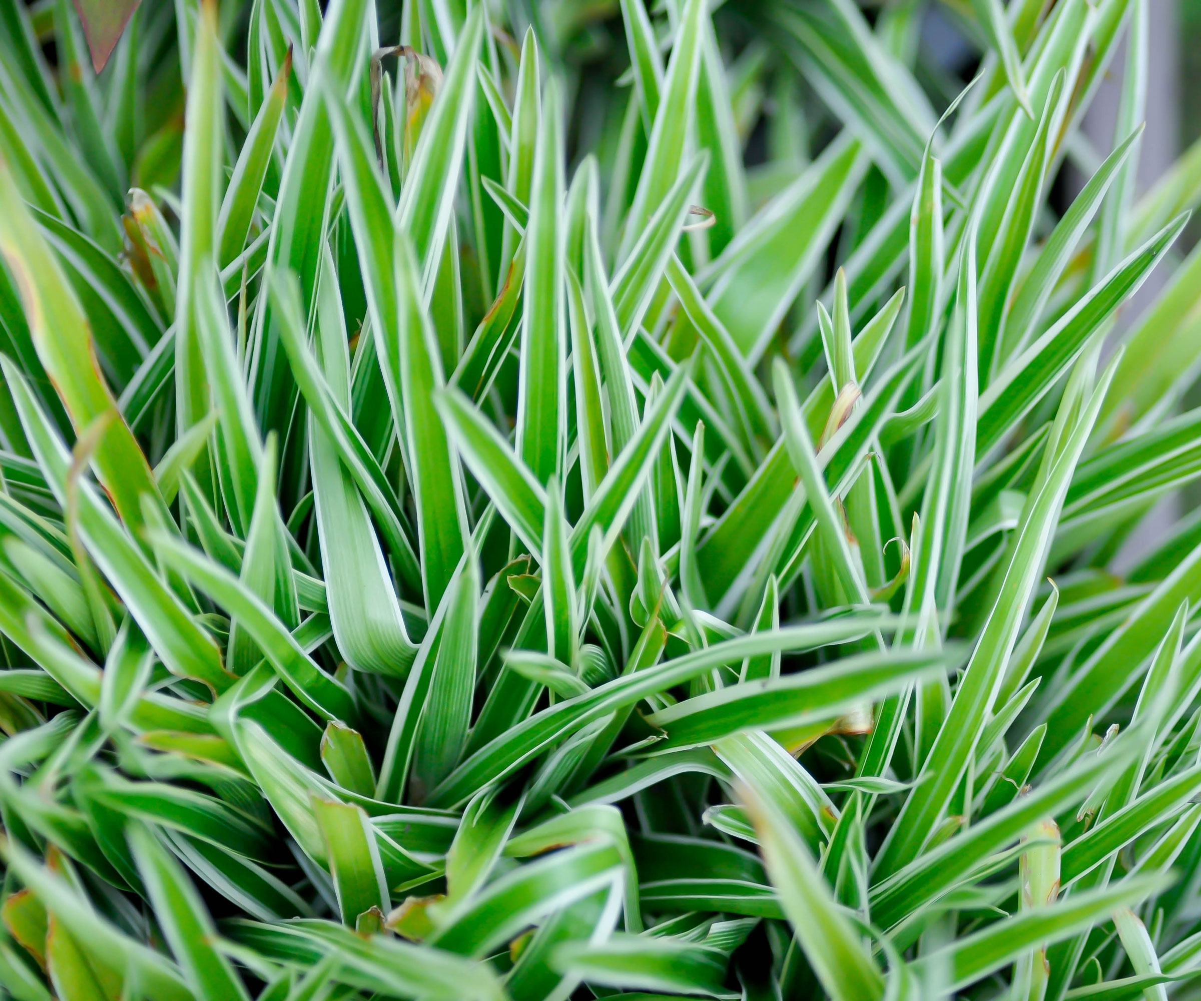 Variegatum de la plante d'araignée poussant dans un récipient