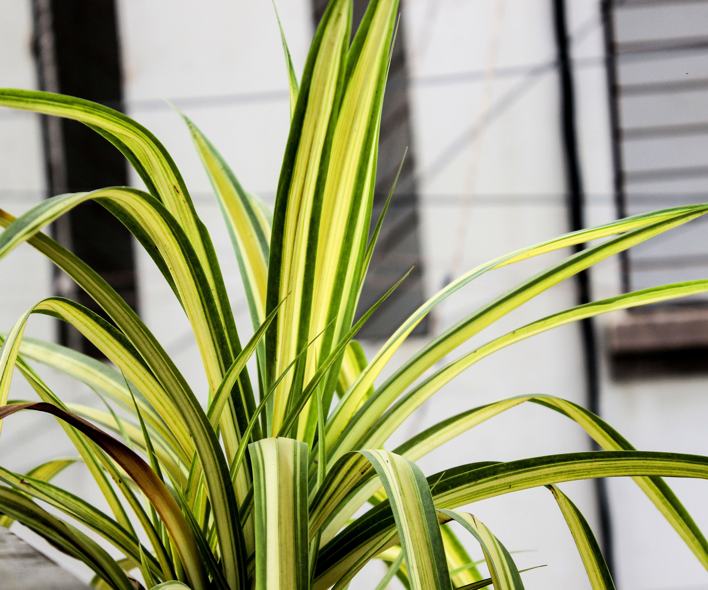 Hawaiian de plante d'araignée poussant sur le balcon