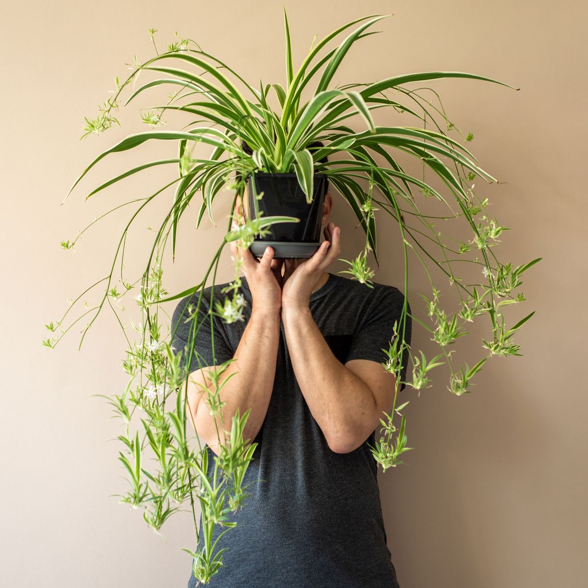 8 types de plantes d'araignée pour une harmonie de plantes d'intérieur facile