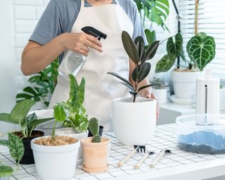 Brumisation des plantes d'intérieur avec un spray foliaire