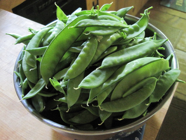 Les pois de sucre dans une passoire