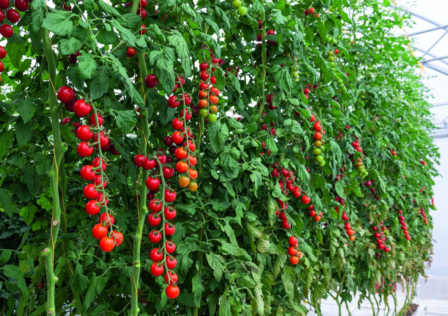 Tomates cerises prêts à récolter.
