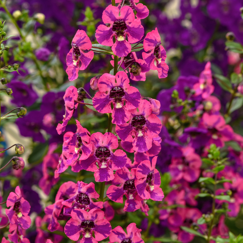 Gros plan des fleurs roses vives dans le jardin.