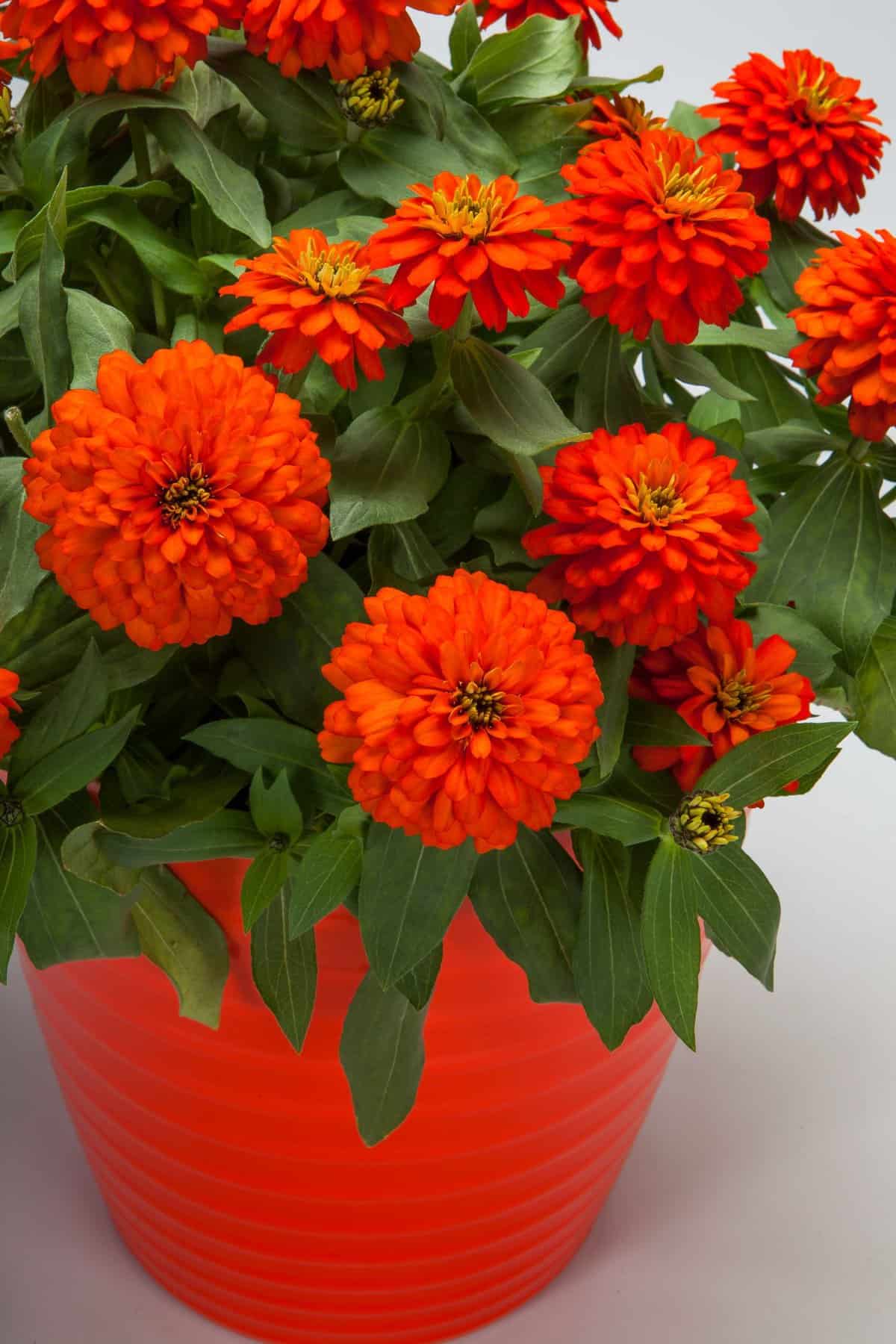 Zinnias rouge-orange dans un pot.