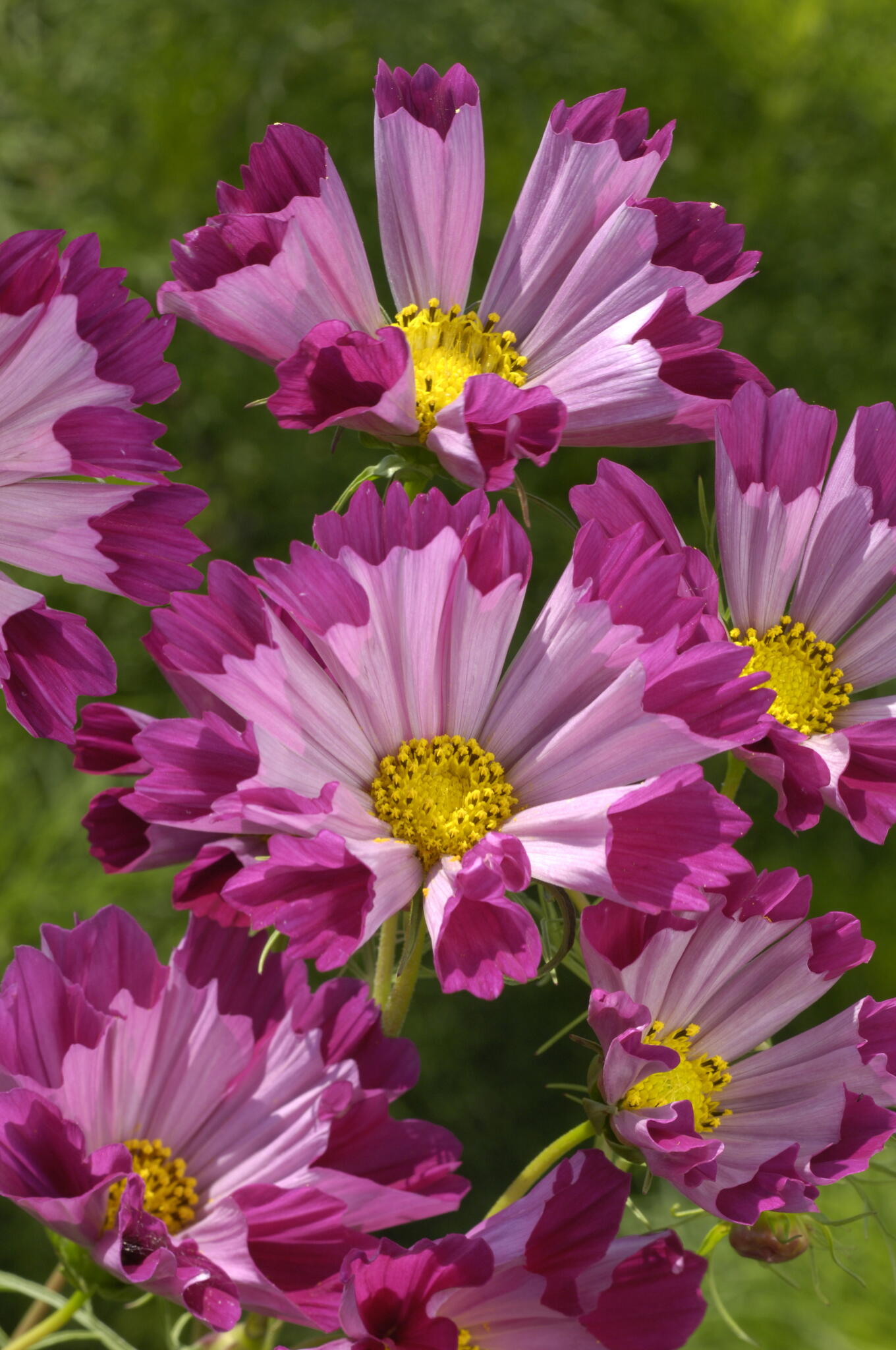 Joli cosmos rose fleurissant dans le jardin.