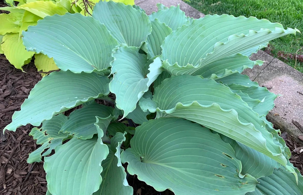 Skywriter Hosta dans le jardin.