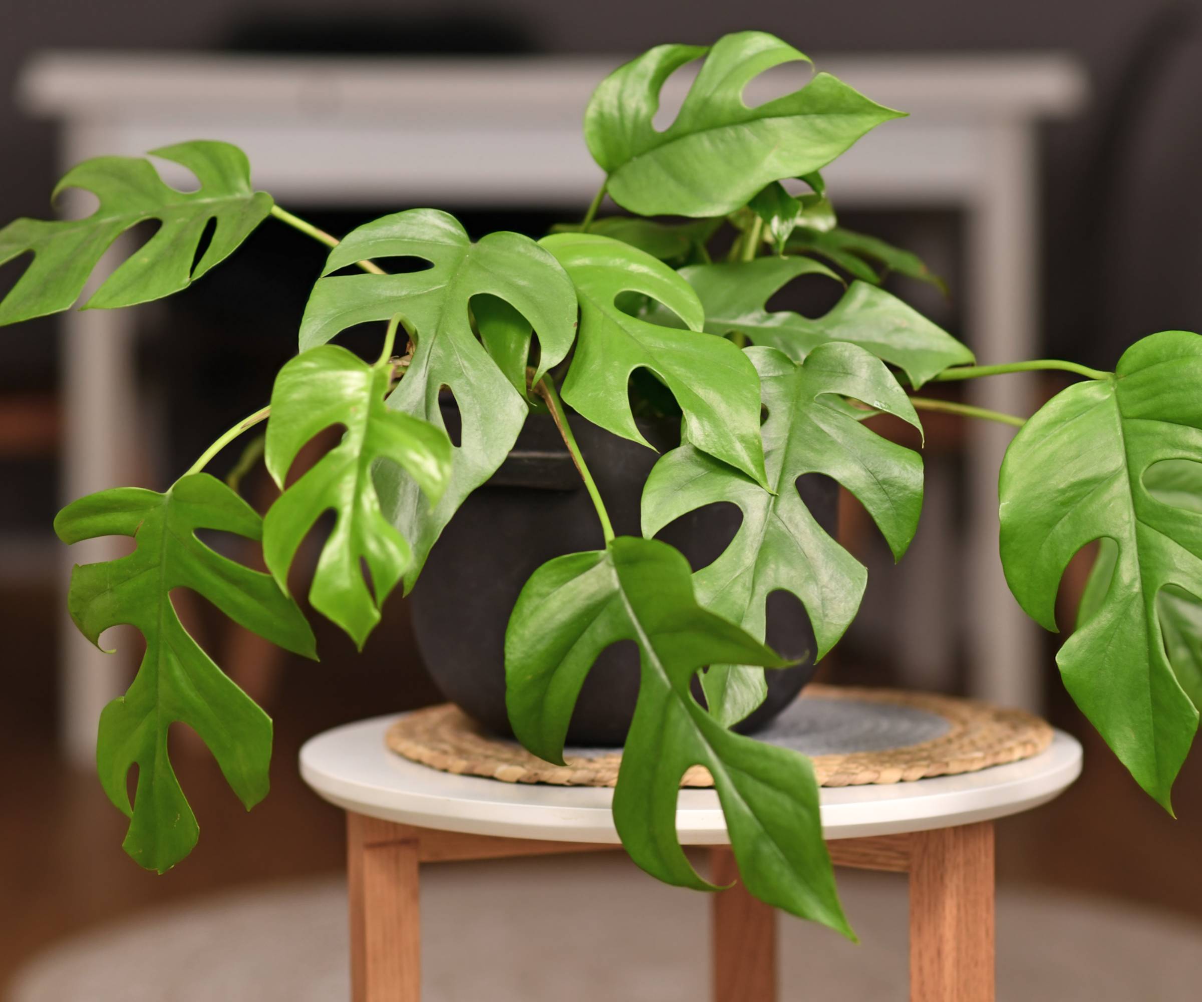 Petite plante avec des trous dans des feuilles en pot sur table d'appoint
