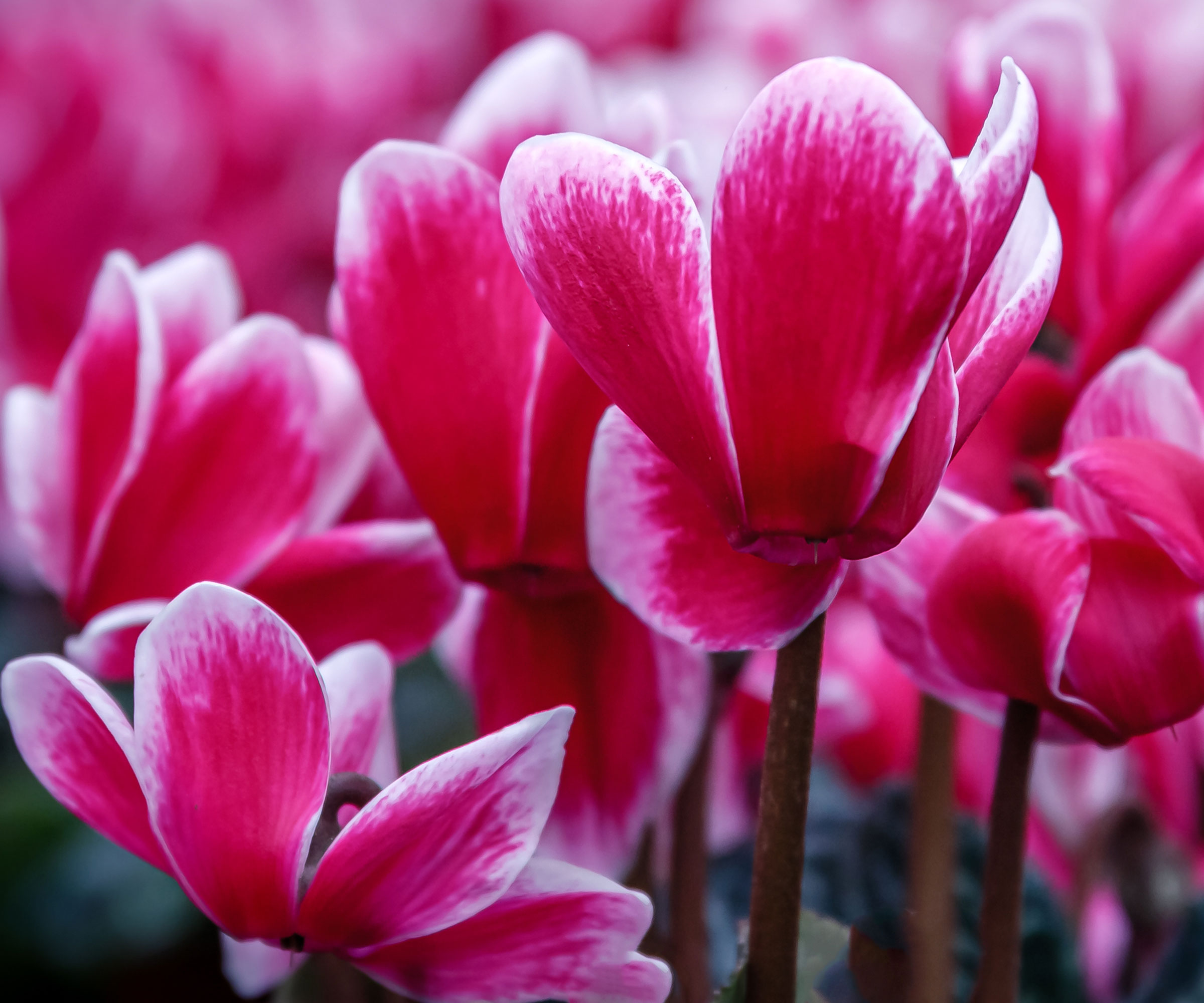 Plantes de cyclamen avec des fleurs rose vif