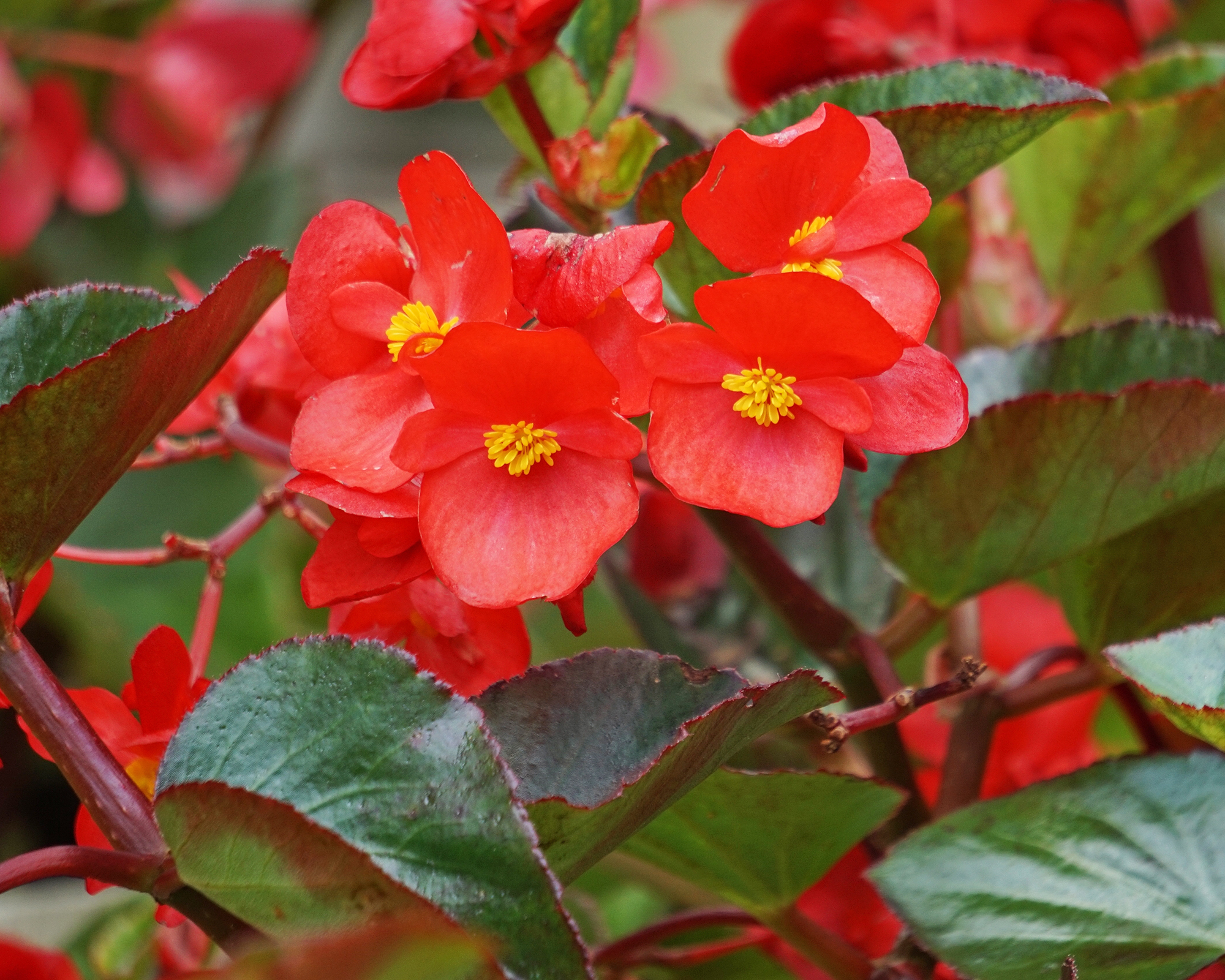 Fleurs de bégonia de cire rouge