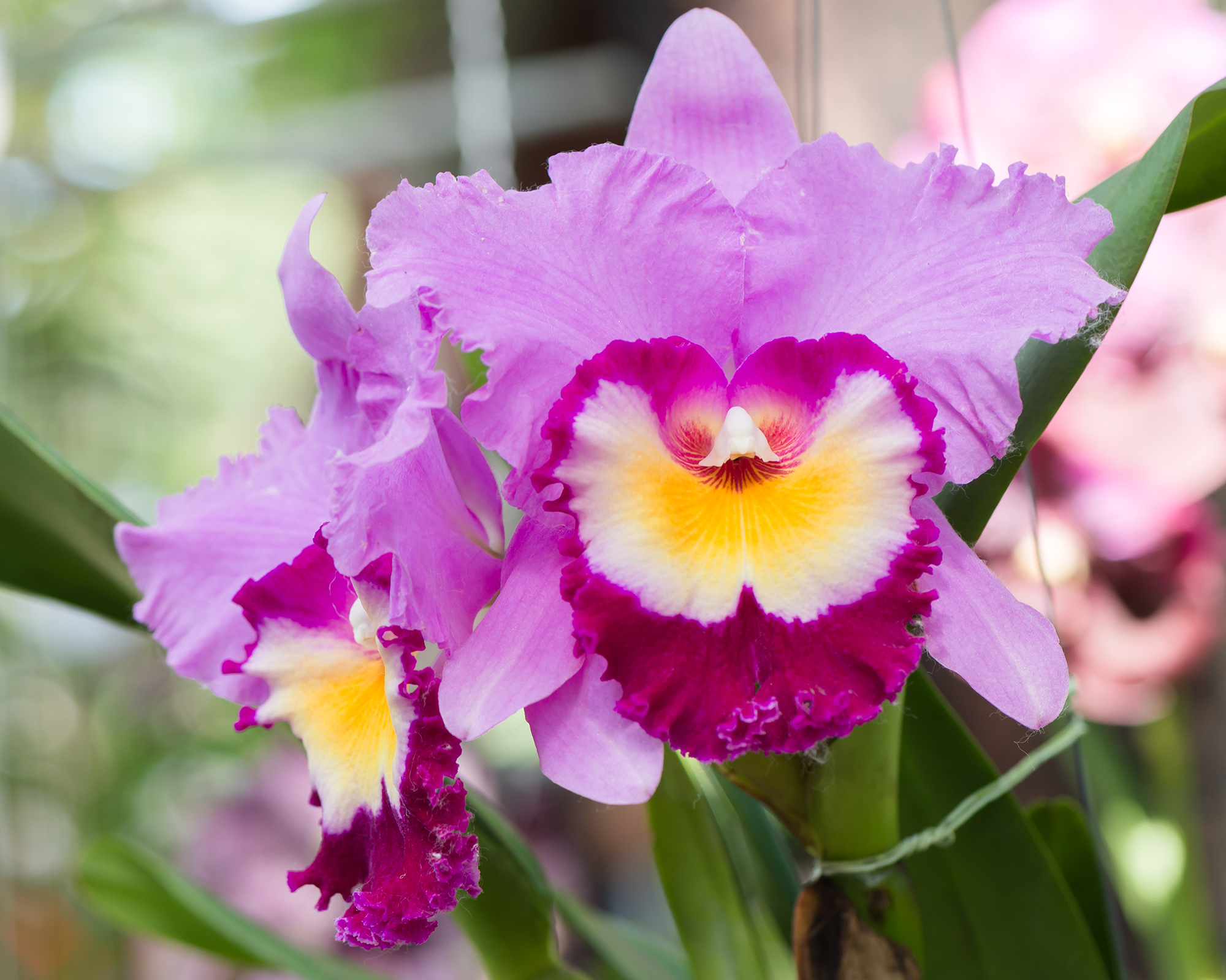 Orchidée de cattleya hybride violet