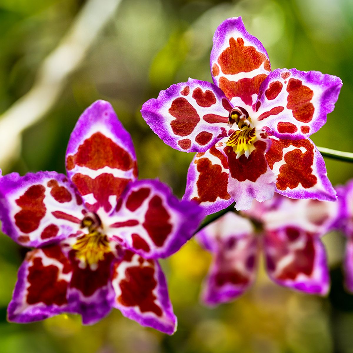 8 orchidées rares qui font les plantes d'intérieur les plus étonnantes