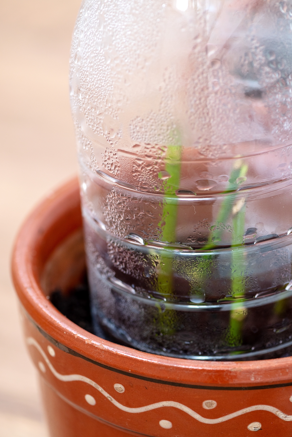 boutures de rose sous bouteille en plastique