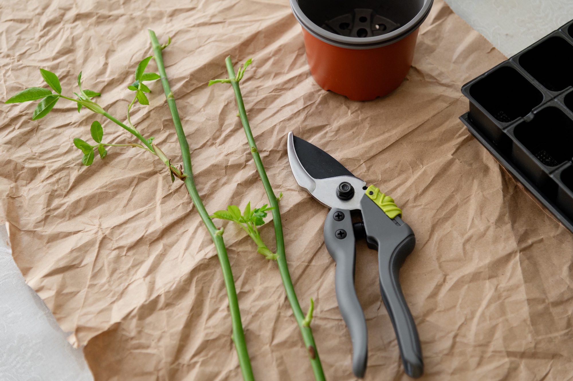 Des boutures de rose prête pour le rempotage.