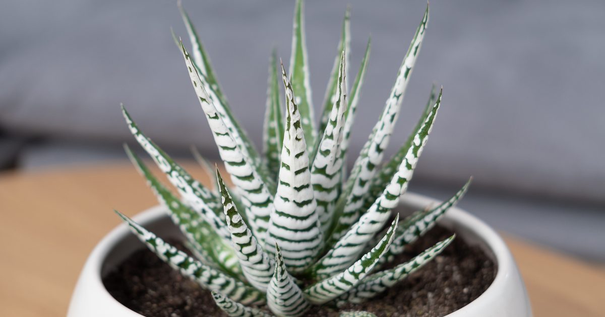 18 plantes de maison conviviales