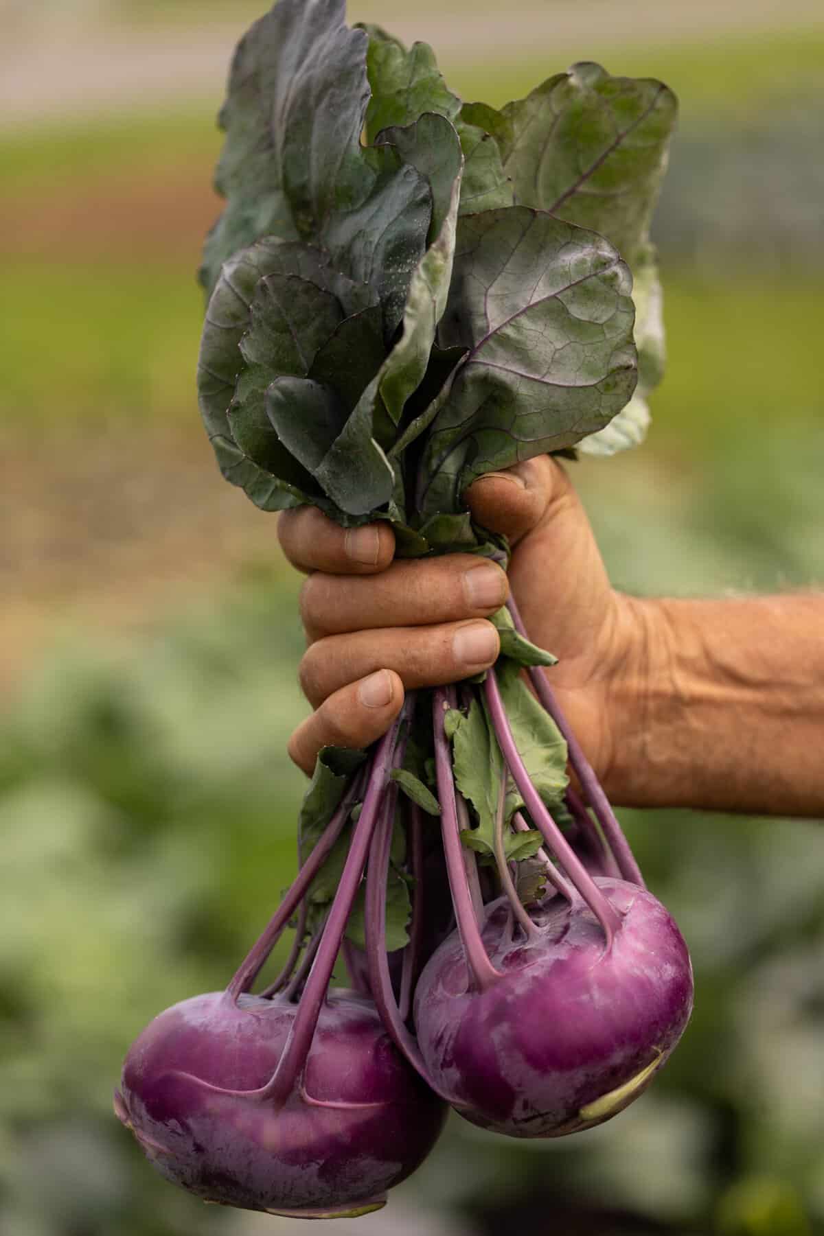 Main tenant deux bulbes de kohlrabi violet récoltés.