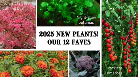 2025 nouvelles plantes! Nos 12 légumes et fleurs préférés