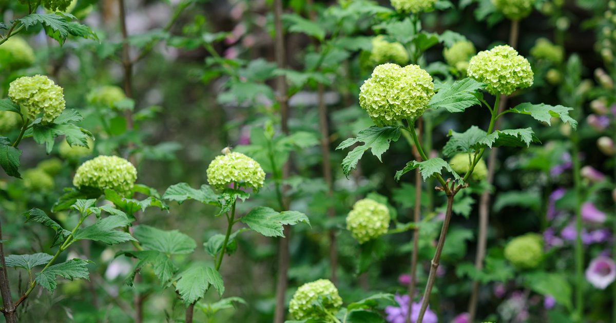Arbres et arbustes indigènes pour pousser