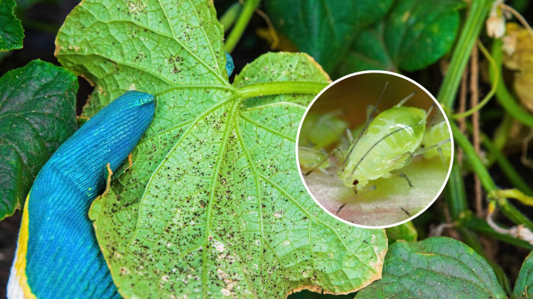 Ces petits insectes sont un énorme problème pour un potager. Vous vous en débarrasseras tellement