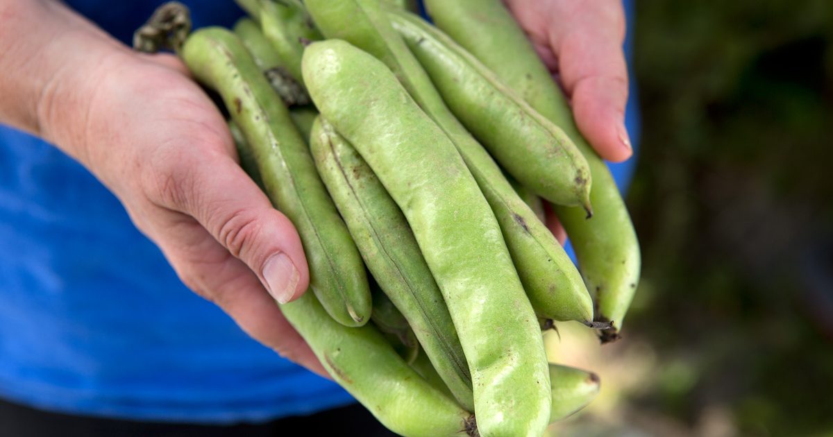 Comment faire pousser de larges haricots