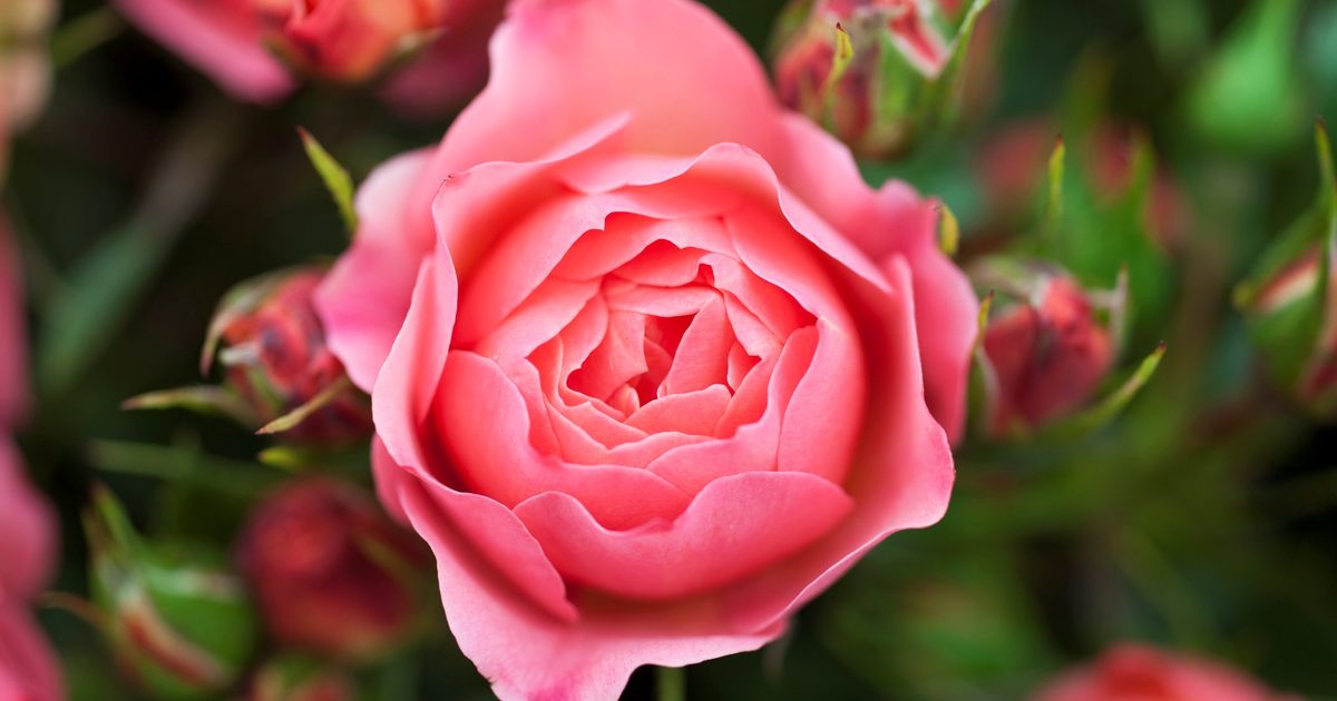 Comment planter une rose nue