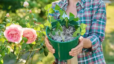Comment propager les roses: guide étape par étape