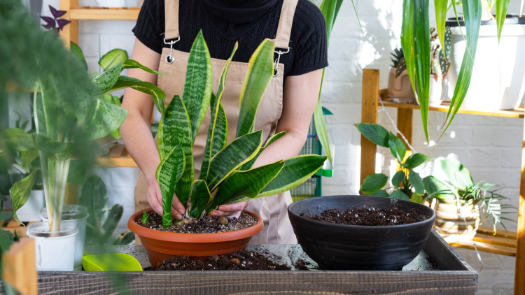 Comment vérifier si Sansewieria n'a pas besoin d'exagération? Apprenez à le juger et à faire