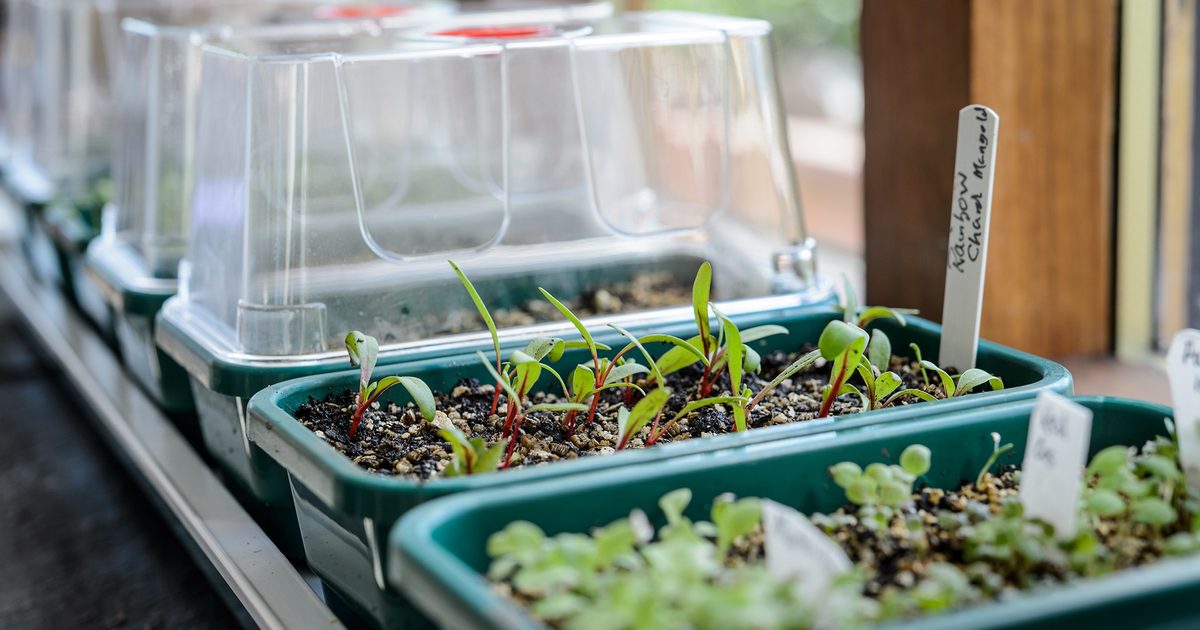 Conseils pour semer les graines tôt