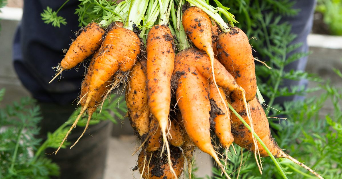 Faire pousser des légumes