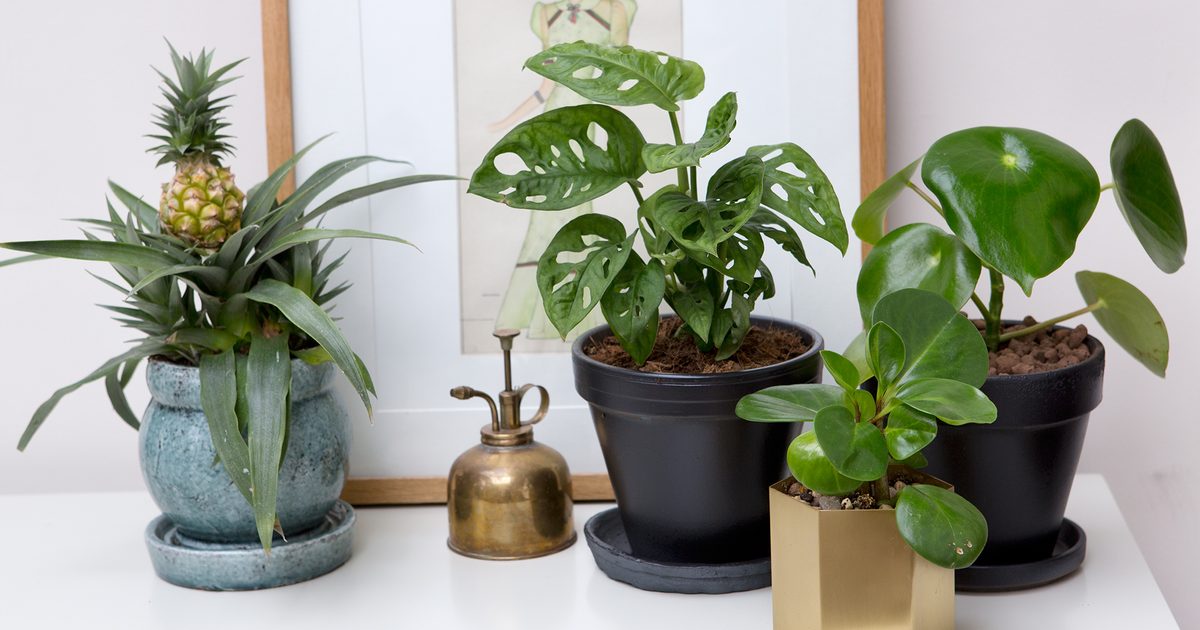 Faire pousser des plantes de maison