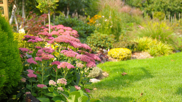 Votre remise semble vide? Ces plantes combleront les lacunes en un clin d'œil