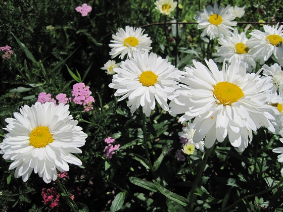 Marguerits
