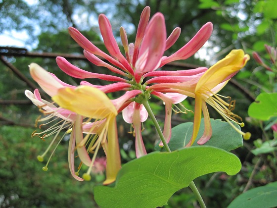 Vigne en chèvrefeuille