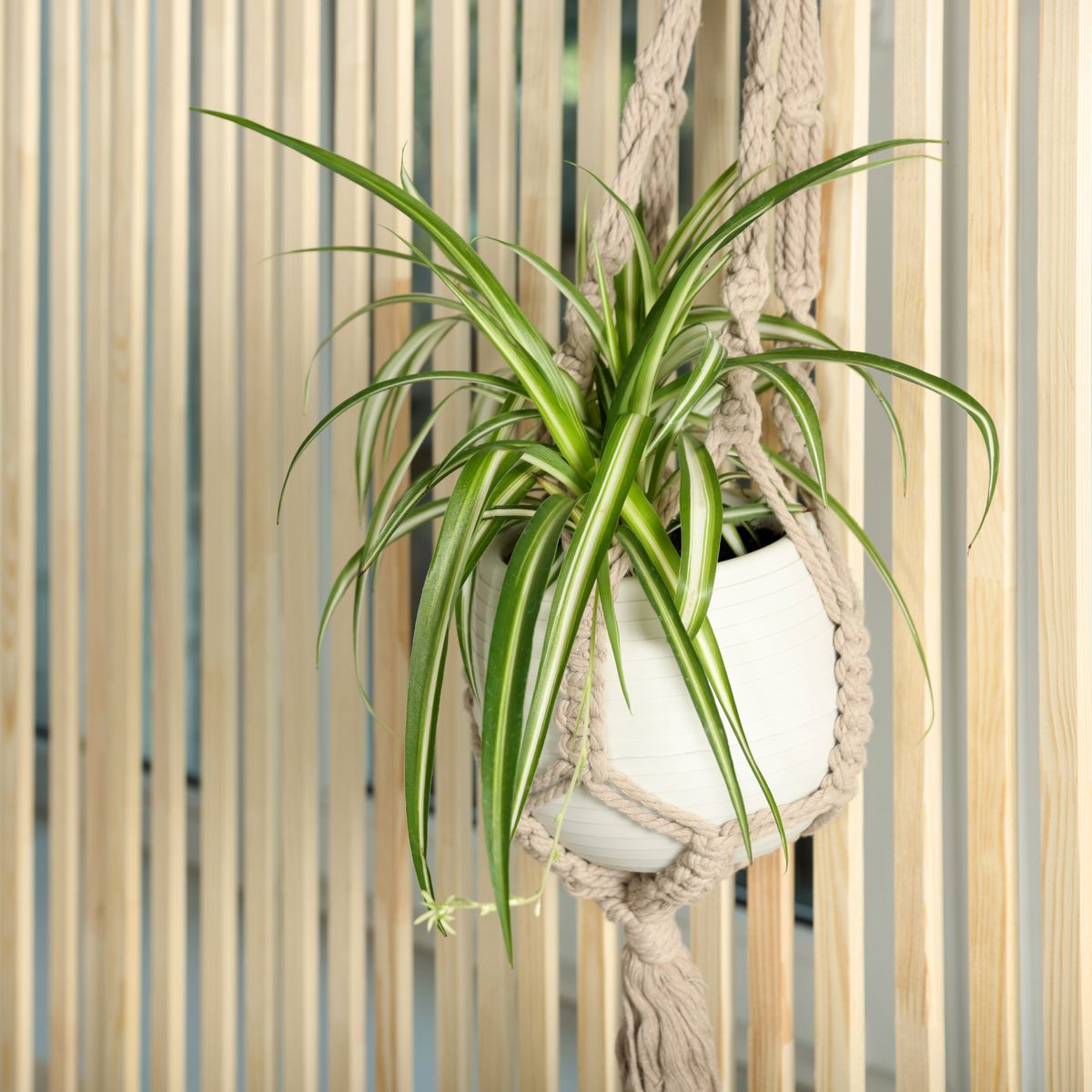 Comment cultiver une plante d'araignée suspendue - pour un affichage élégant
