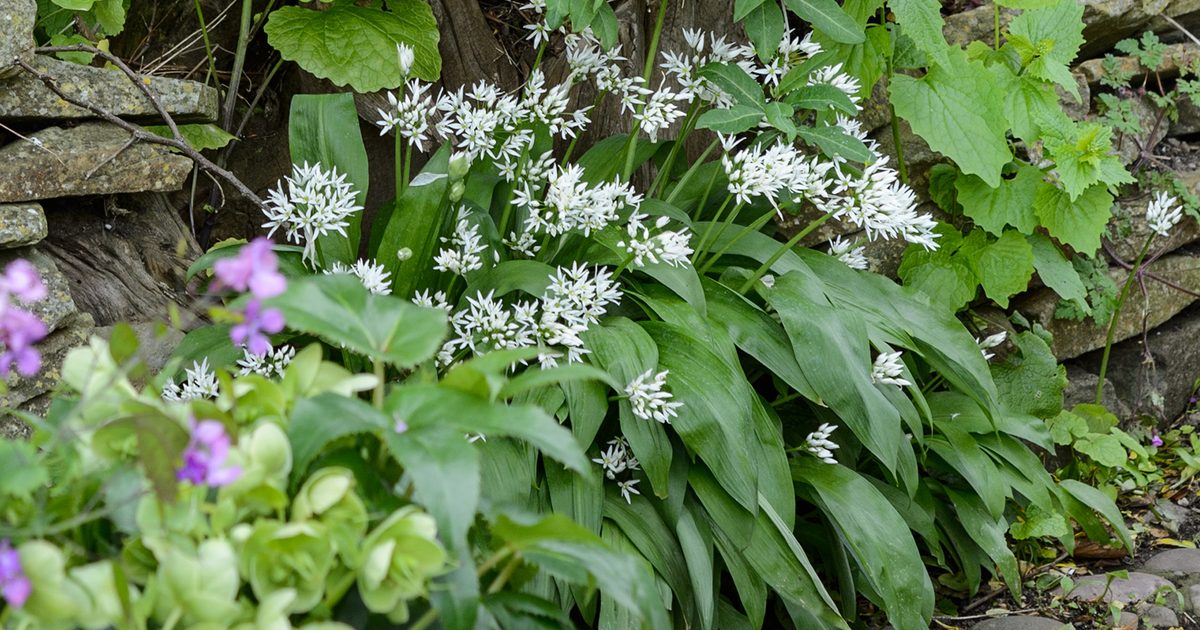 Allium ursinum