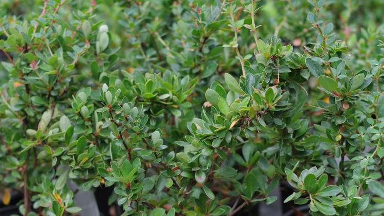 Barberry Boxwood (Barberis Microphylla) - Description, apparence, exigences, culture et soins