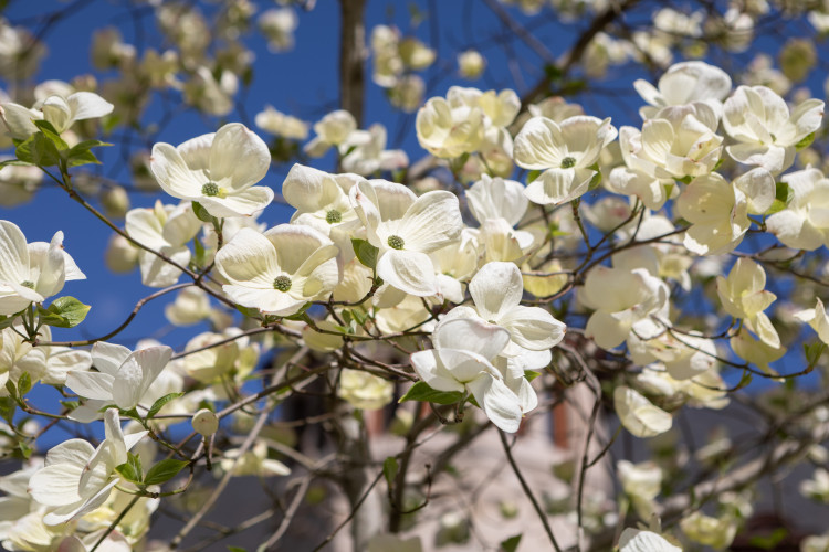 Bon floral (Cornus Florida) - Description, apparence, exigences, culture et soins