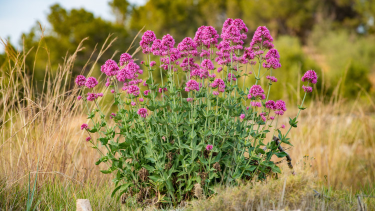 Centranthus Ruber - Description, apparence, exigences, culture et soins