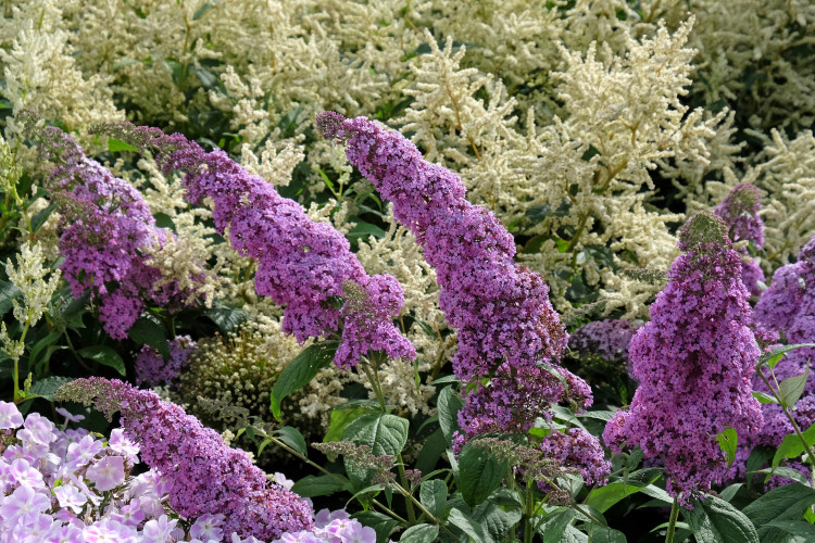 Cette plante attire les papillons, mais nuisait à la nature! Vérifiez pourquoi