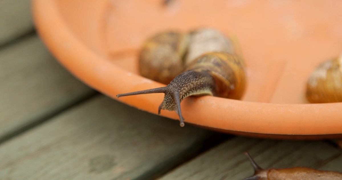 Comment contrôler les limaces et les escargots organiquement