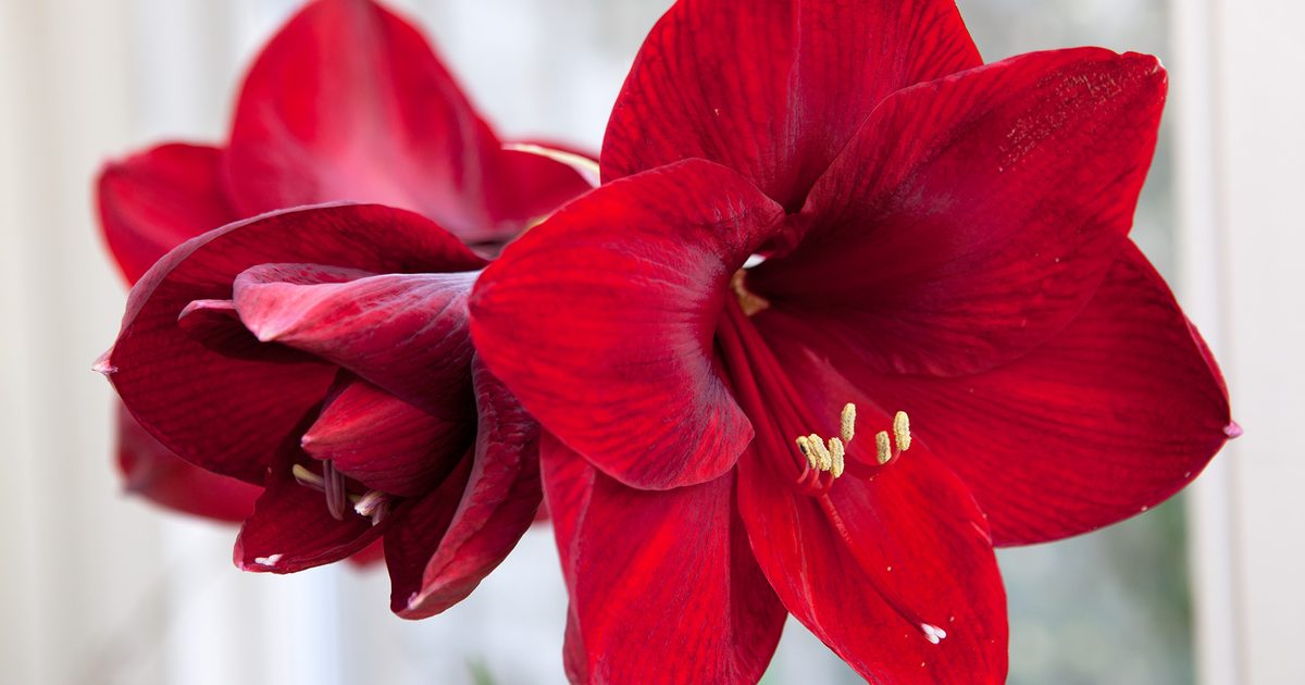 Comment cultiver Amaryllis