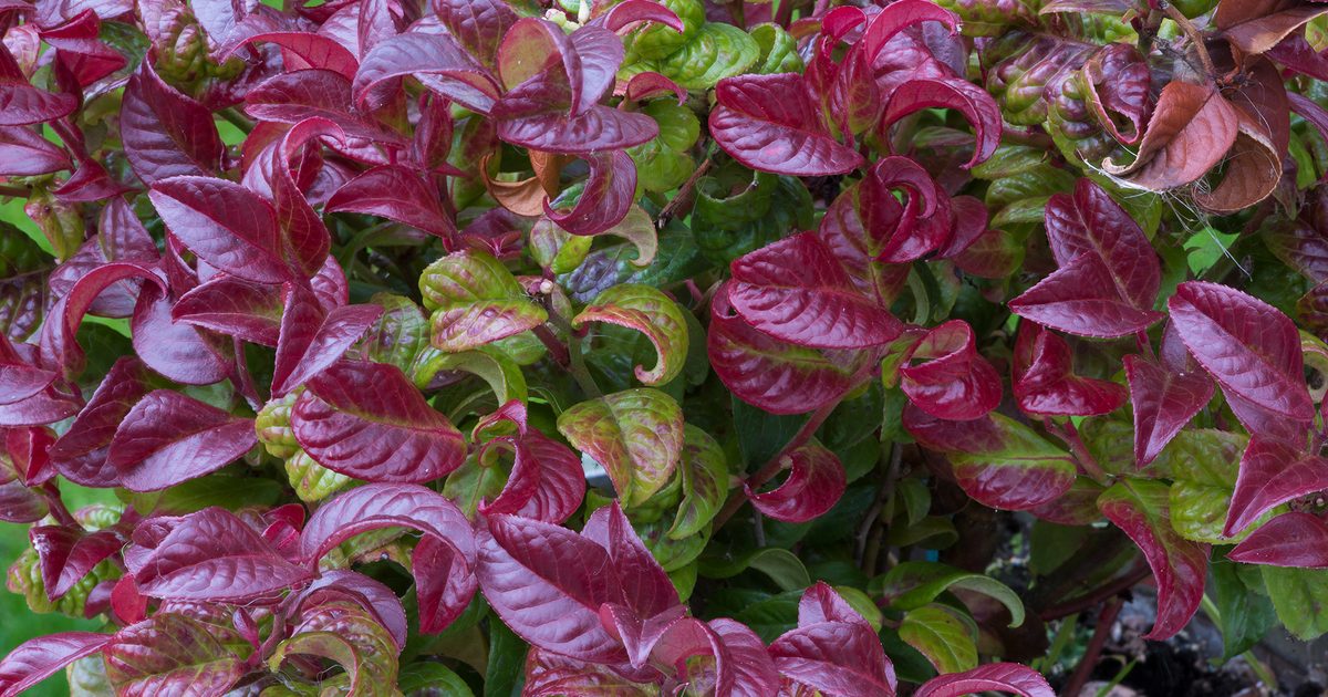 Comment cultiver des leucothoe