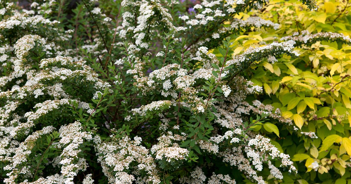 Comment cultiver la spiraea