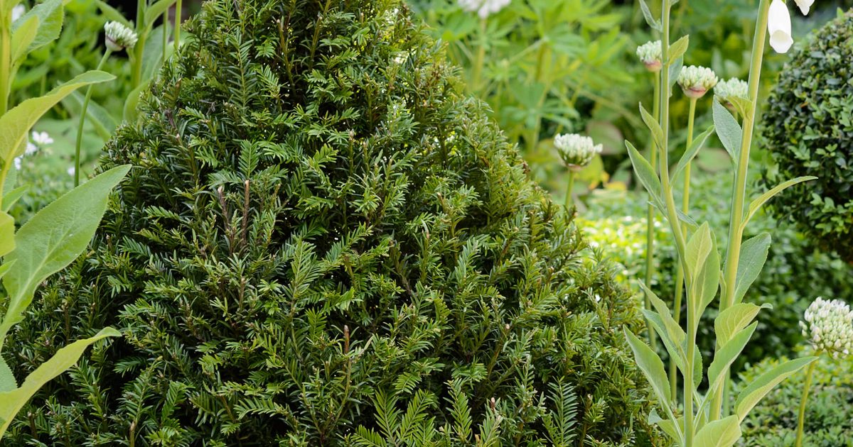 Comment cultiver taxus baccata (if)