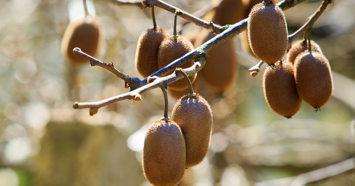 Comment faire pousser des kiwis