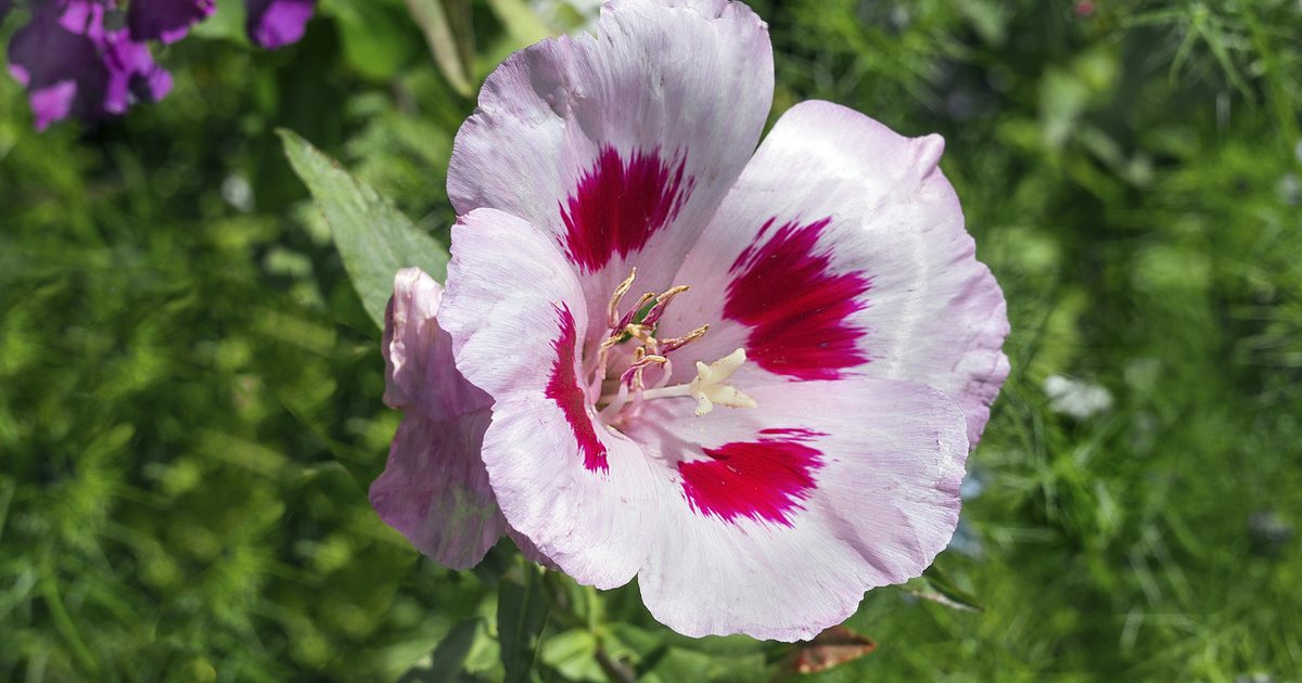 Comment grandir et prendre soin de Godetia