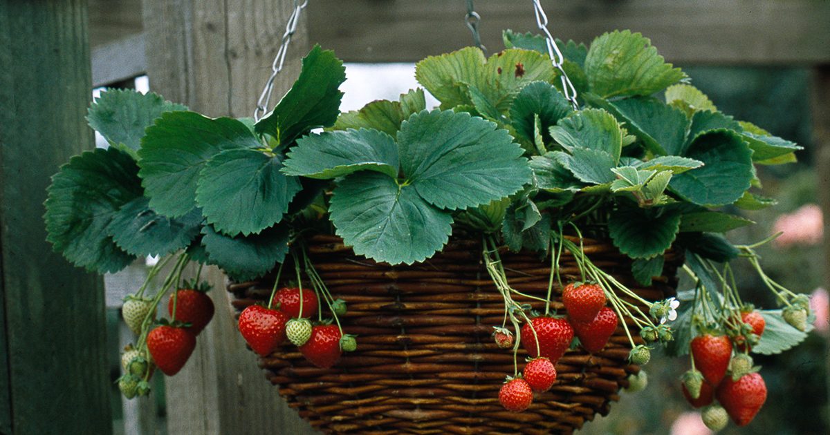 Comment planter un panier suspendu aux fraises
