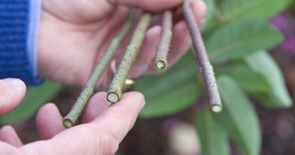 Comment prendre des boutures de rose