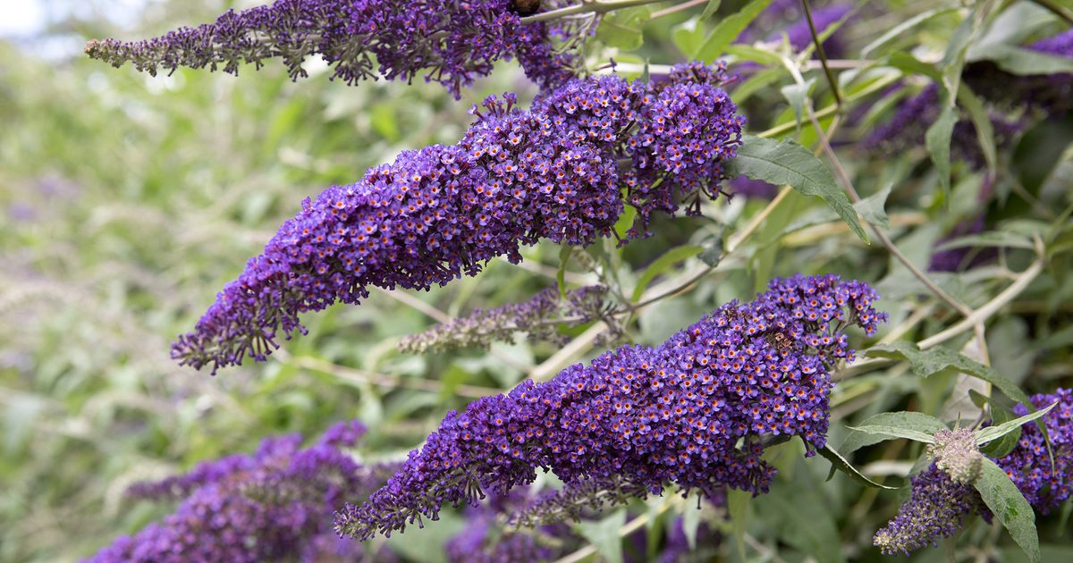 Comment tailler Buddleja