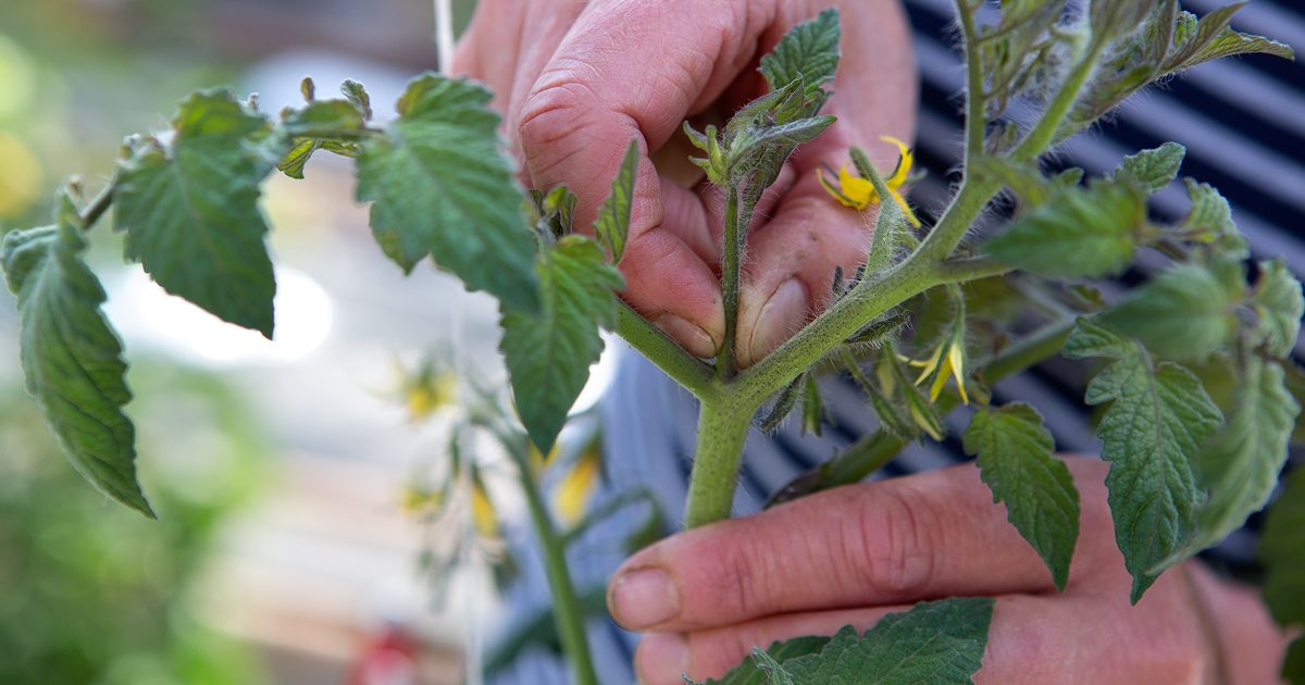 Comment tailler les tomates