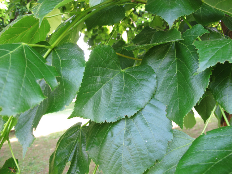 Crimean Lime (Tilia × Euchlor) - Description, apparence, exigences, culture et soins
